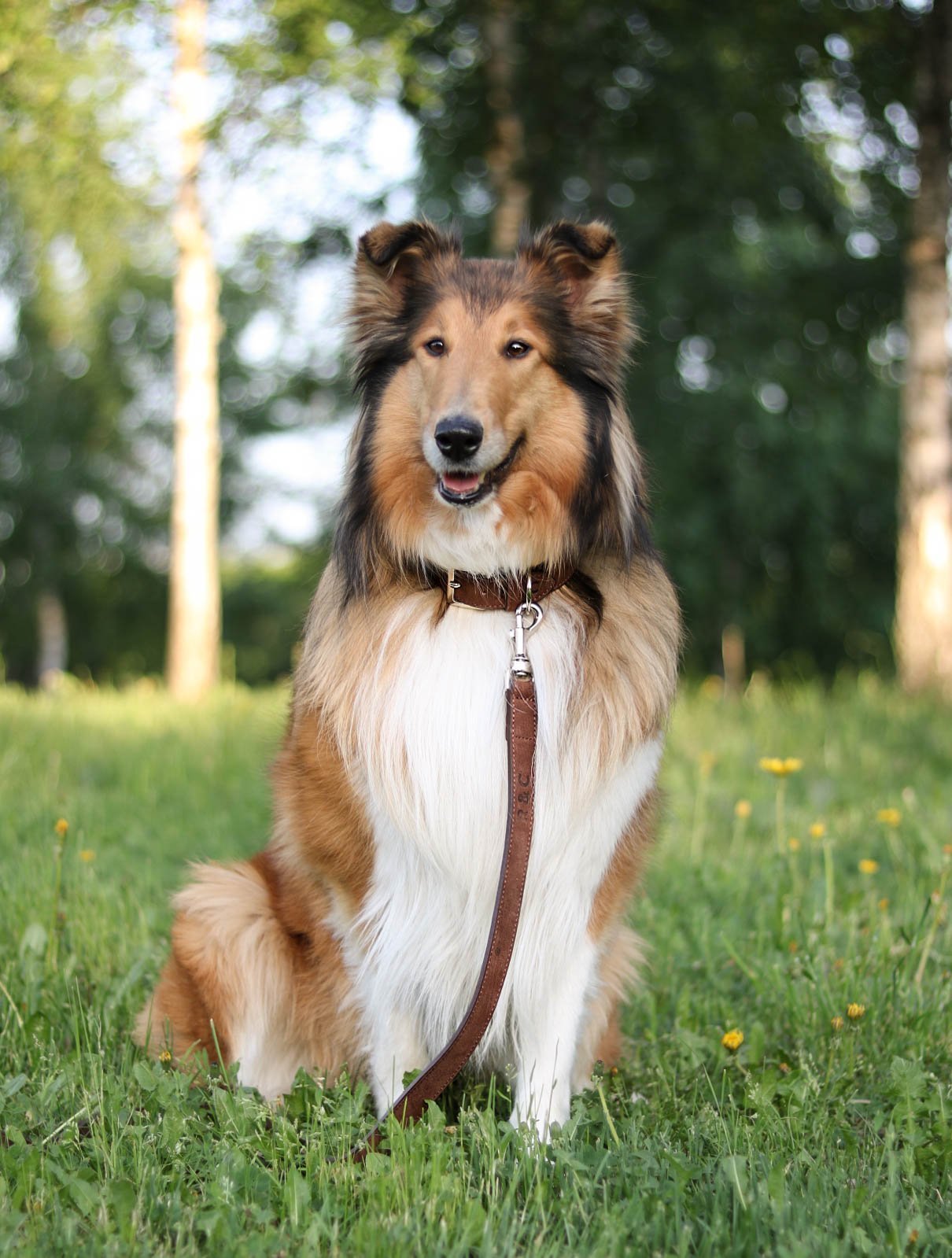 LEATHER COLLARS & LEADS