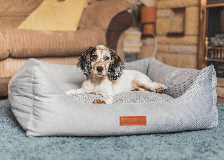 ORTHOPAEDIC DOG BEDS