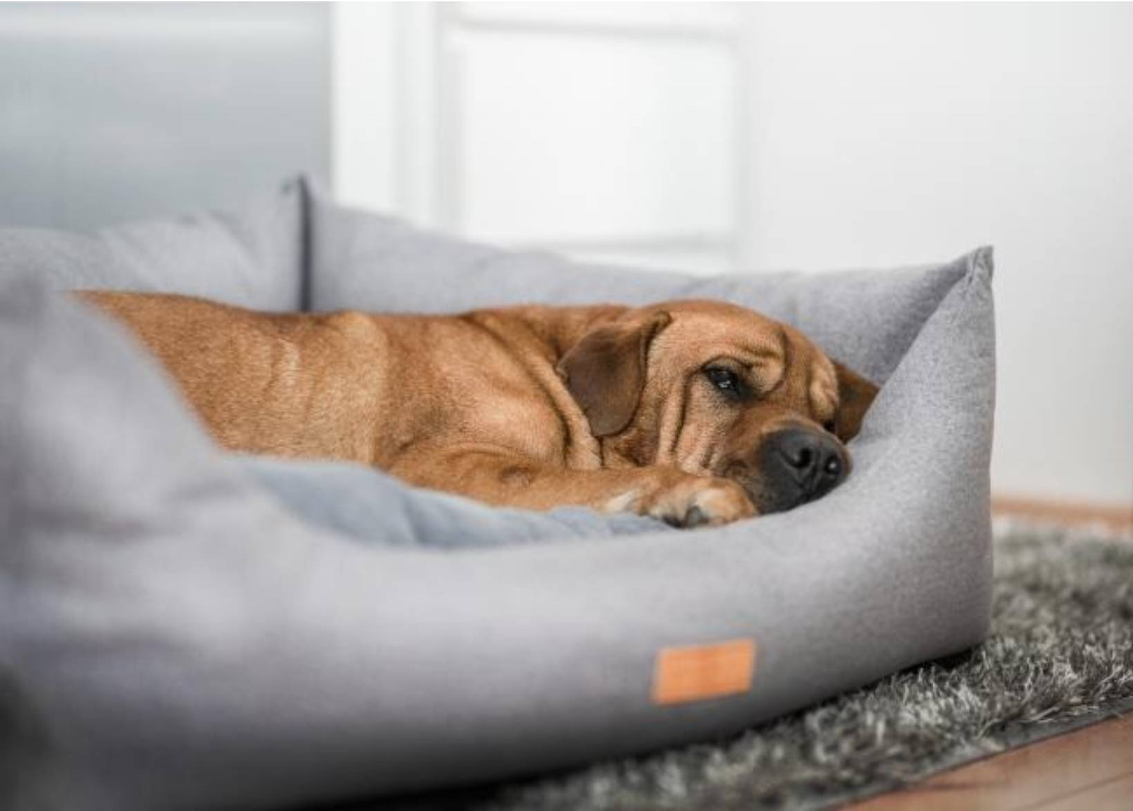 Chenille Nest Dog Bed | Dalton