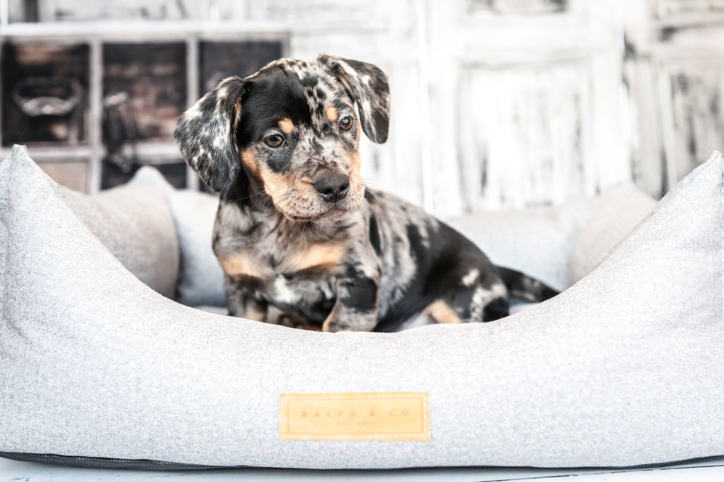 Chenille Nest Dog Bed | Dalton