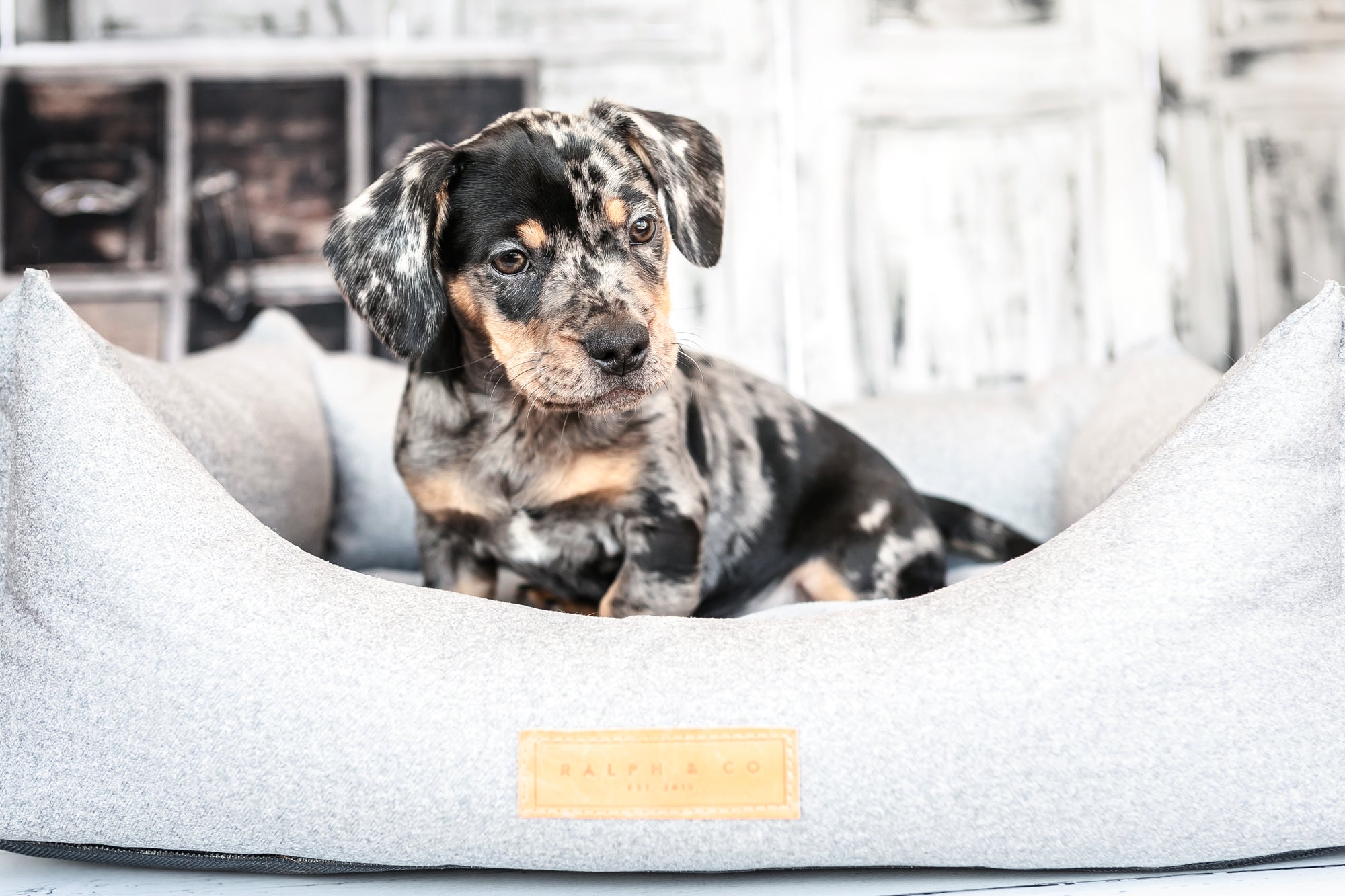 Chenille Nest Dog Bed | Dalton