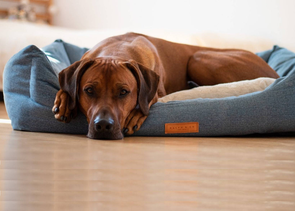 Chenille Nest Dog Bed | Rayleigh