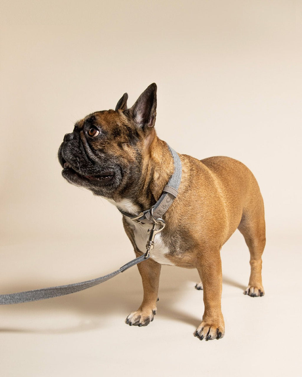 Fabric & Leather Collar - Dalton