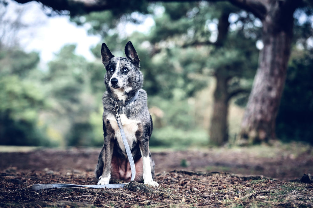 Fabric & Leather Collar - Dalton