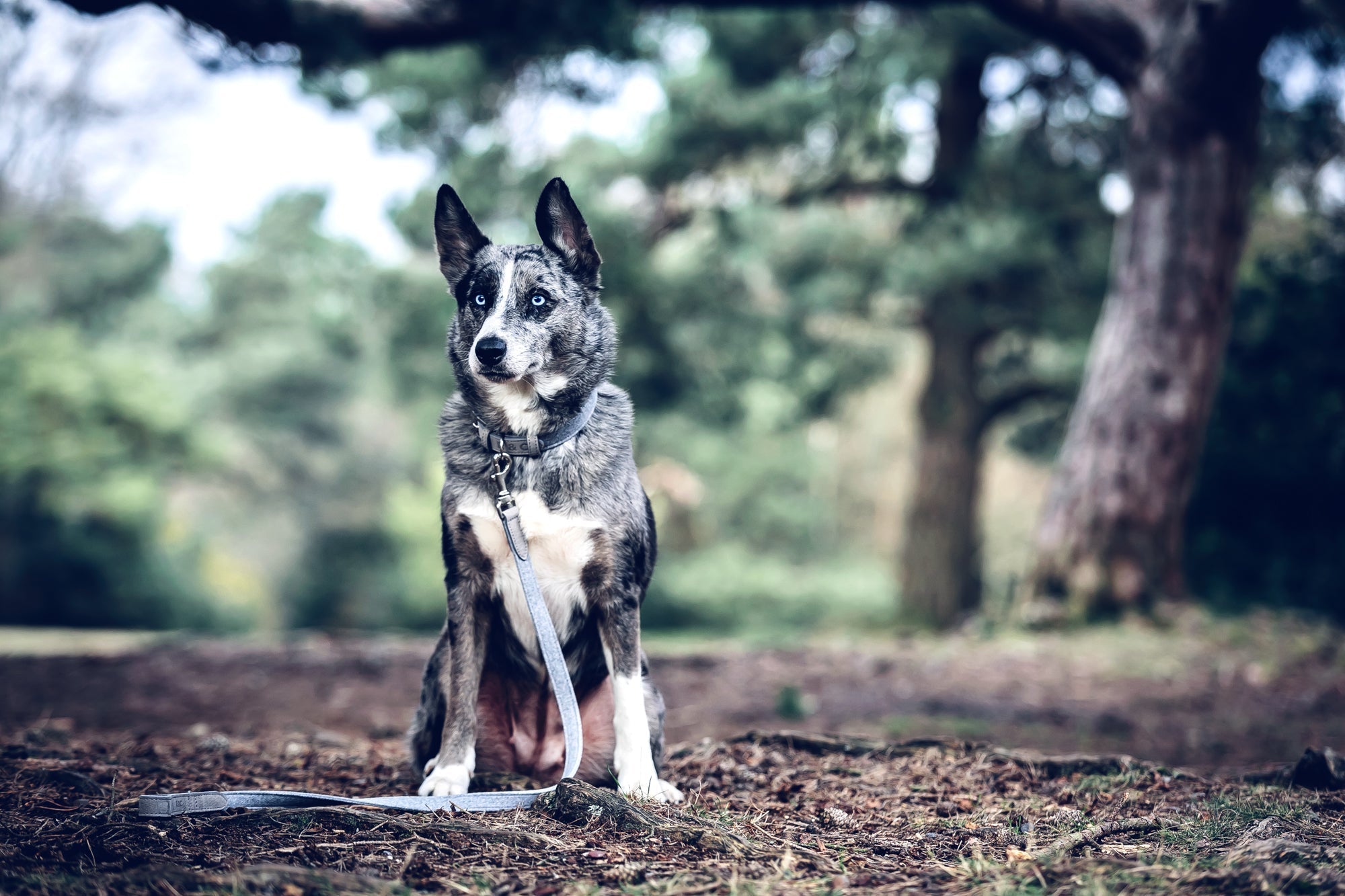 Fabric & Leather Collar - Dalton