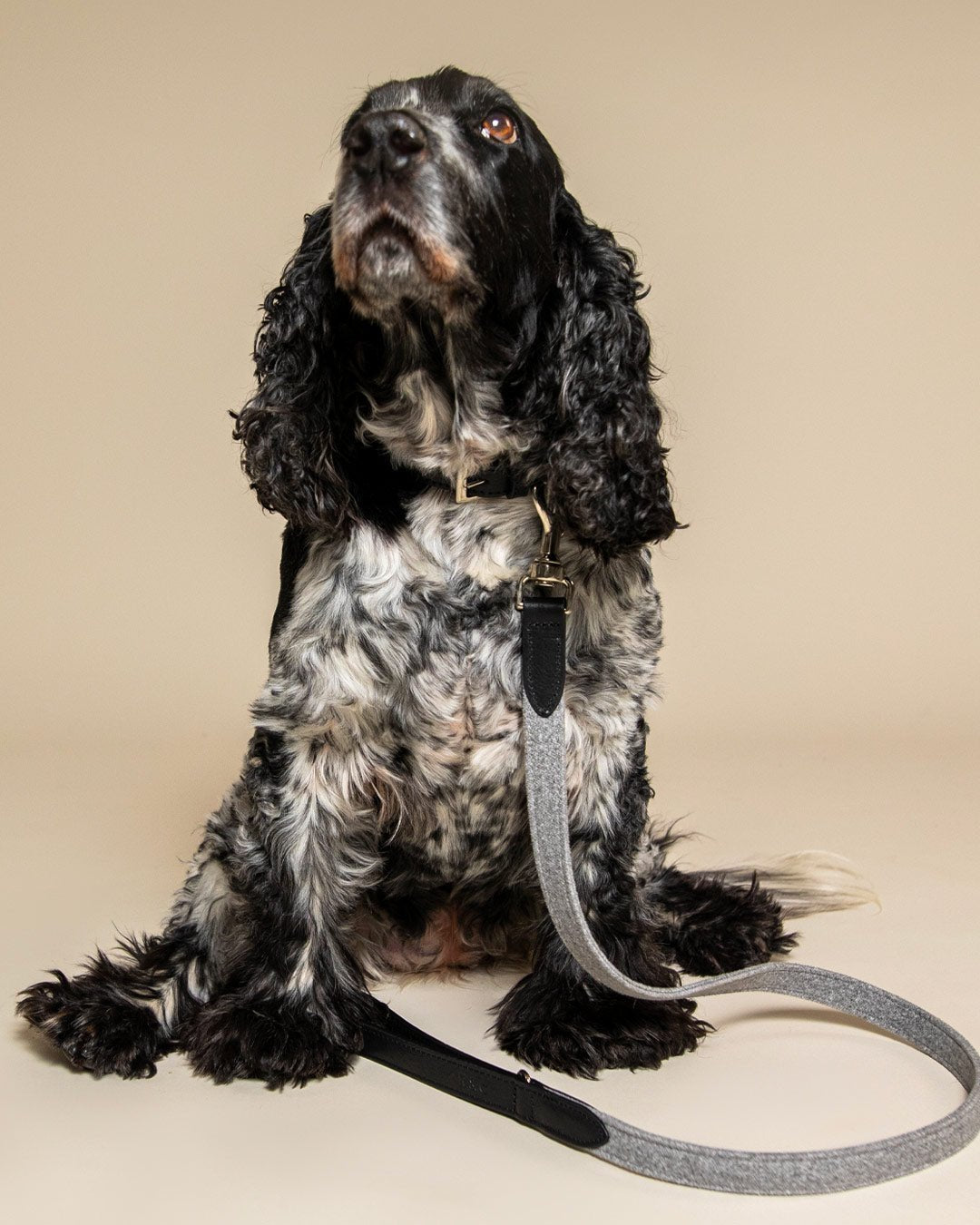 Fabric & Leather Collar - Eton