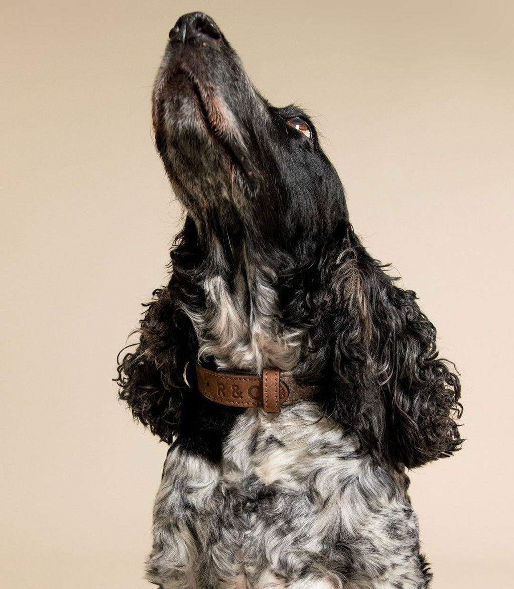 Fabric & Leather Collar - Sherbourne