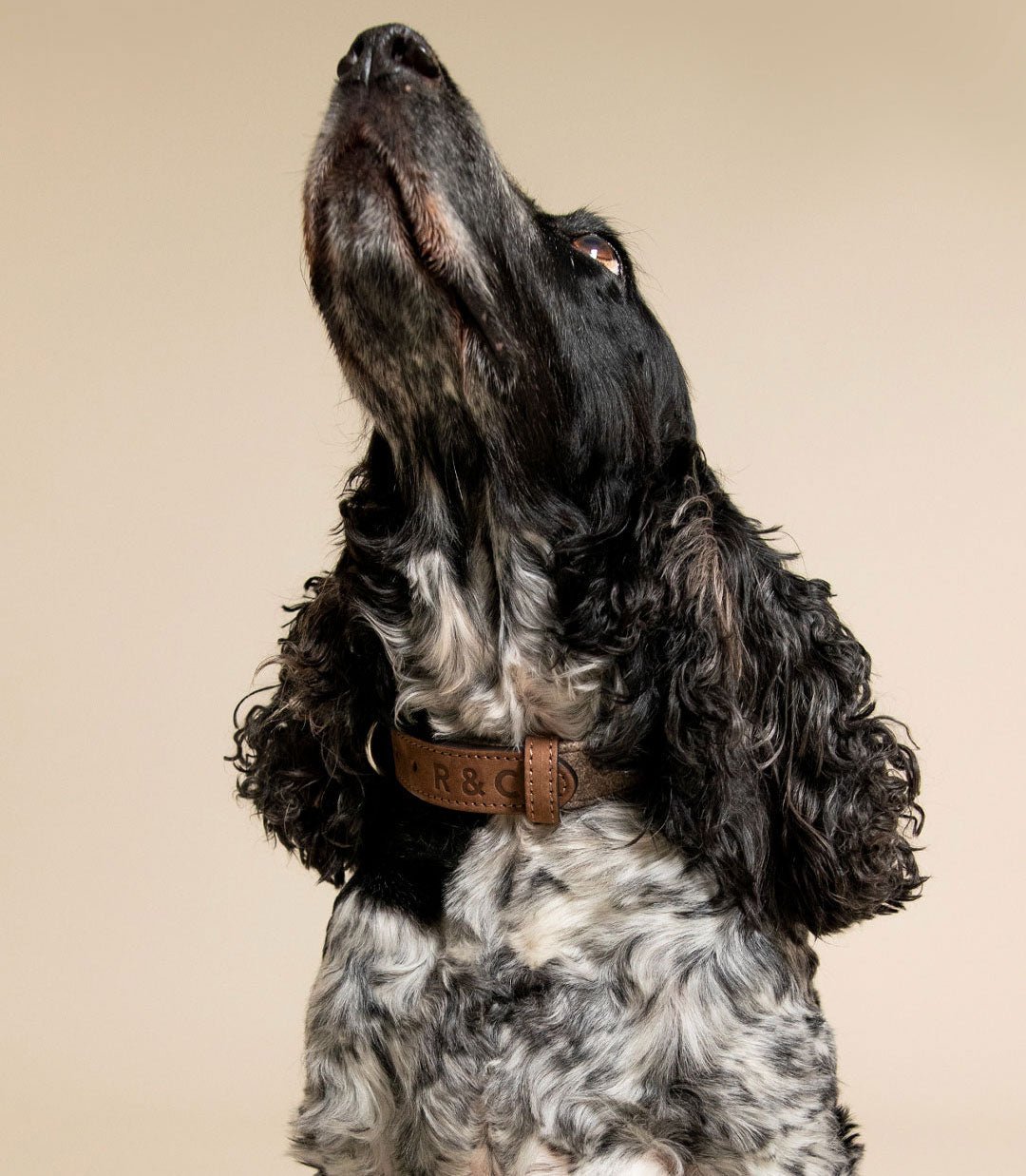 Fabric & Leather Collar - Sherbourne