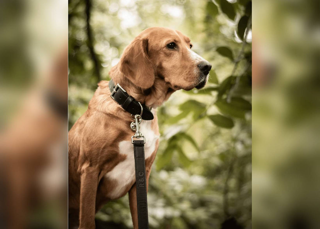 Italian Leather Collar - Sorrento