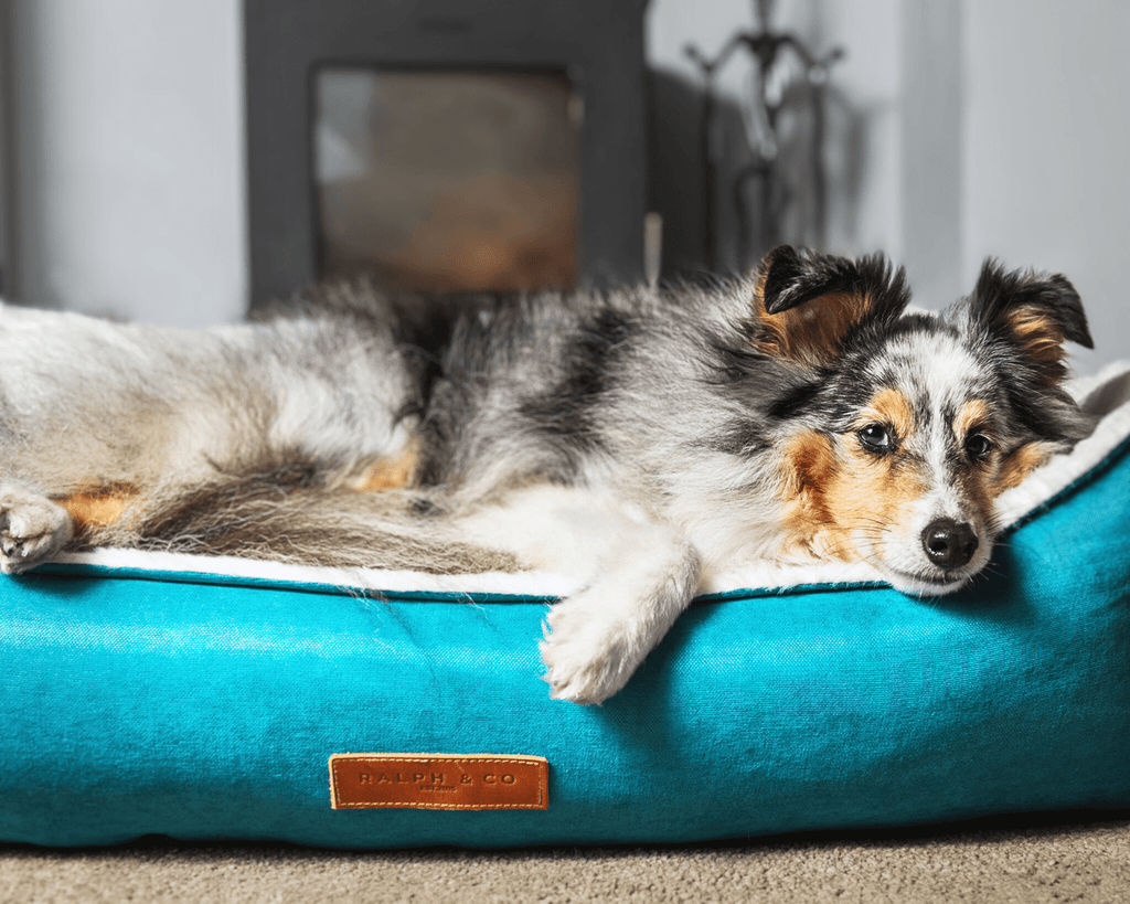 Luxury Velvet Dog Bed With Removable Covers | Hampton