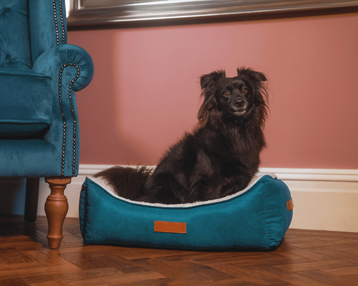 Luxury Velvet Dog Bed With Removable Covers | Hampton