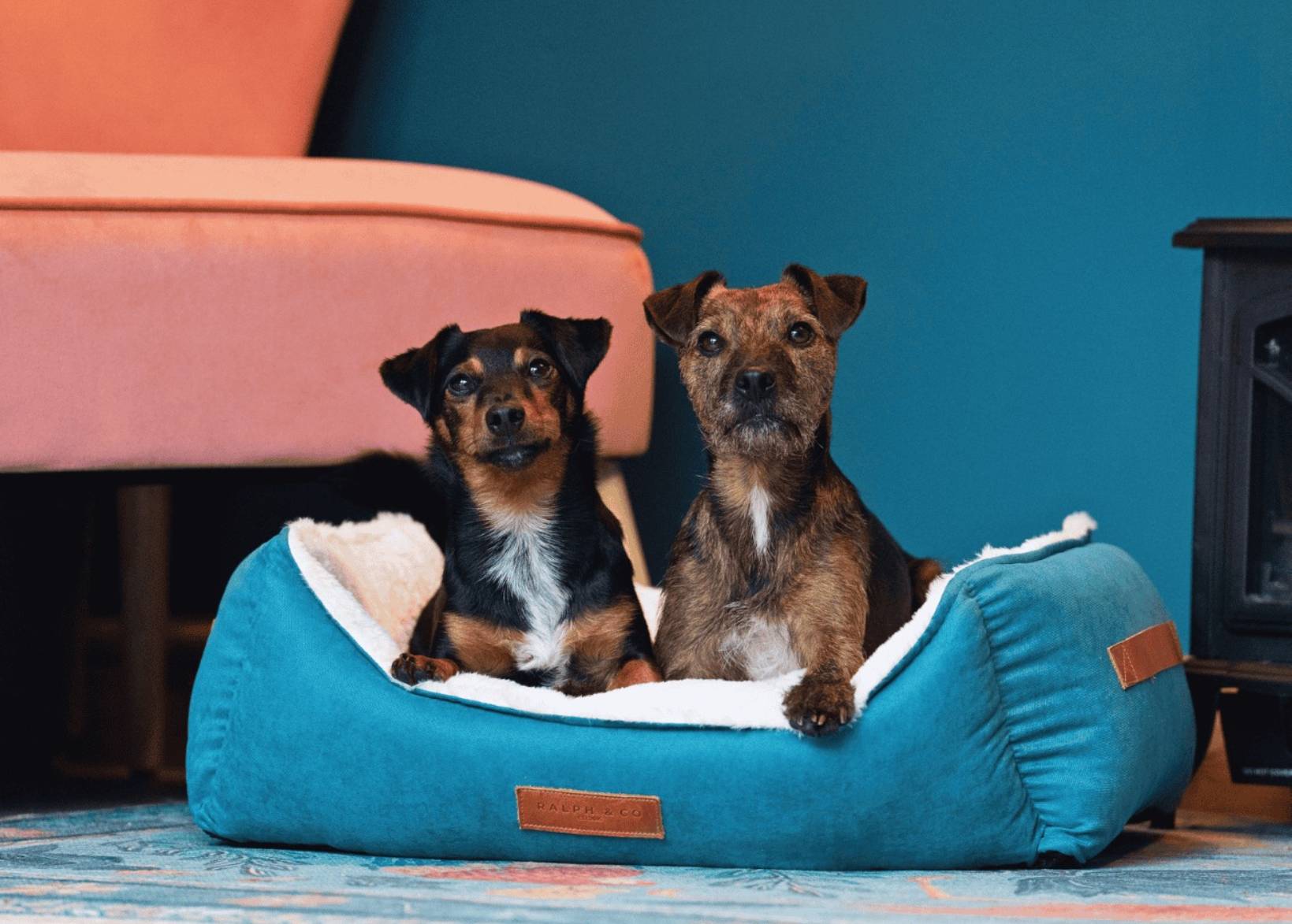 Luxury Velvet Dog Bed With Removable Covers | Hampton