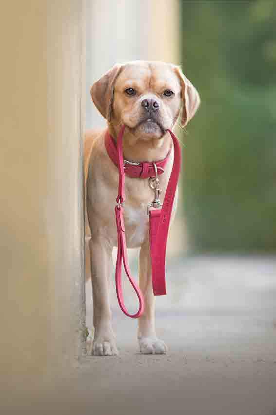 Nubuck Collar - Como