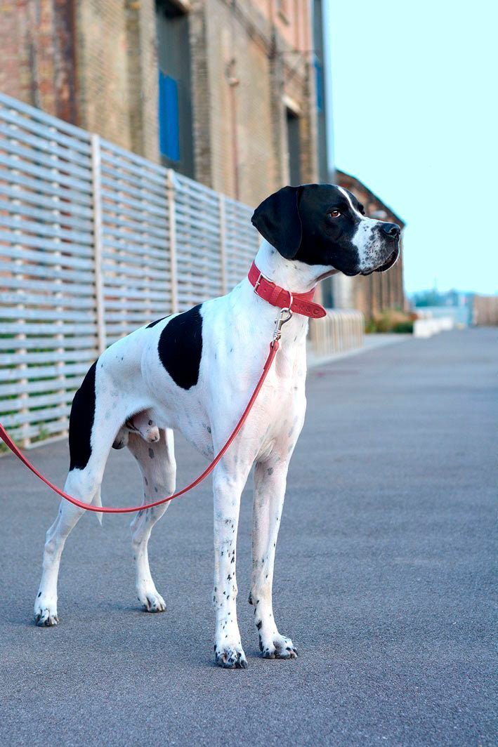 Nubuck Collar - Como