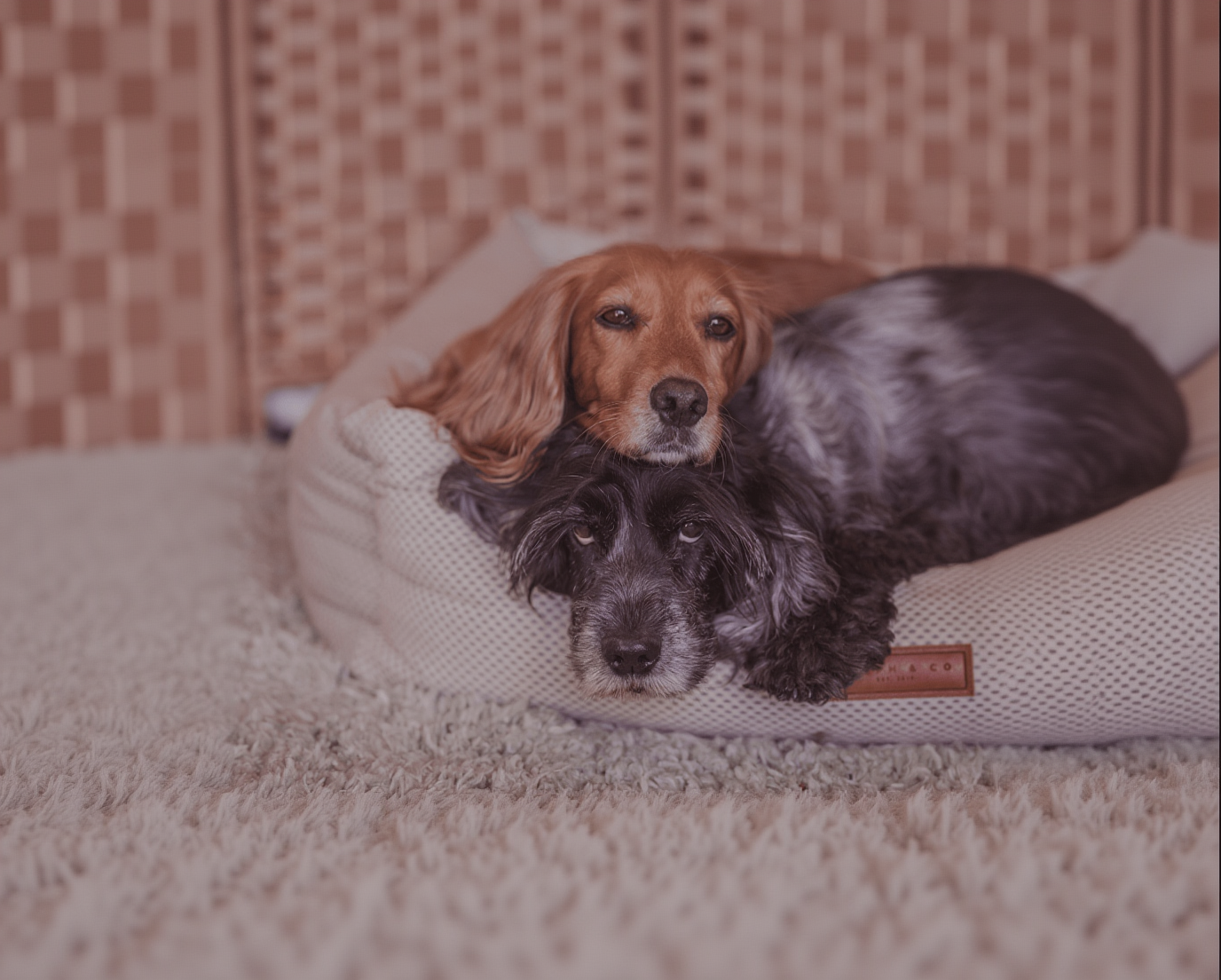 THE CHATSWORTH | LUXURY MEMORY FOAM BED