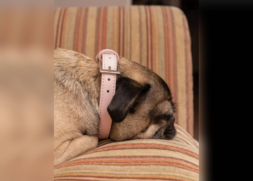 Pink Leather Dog Collar