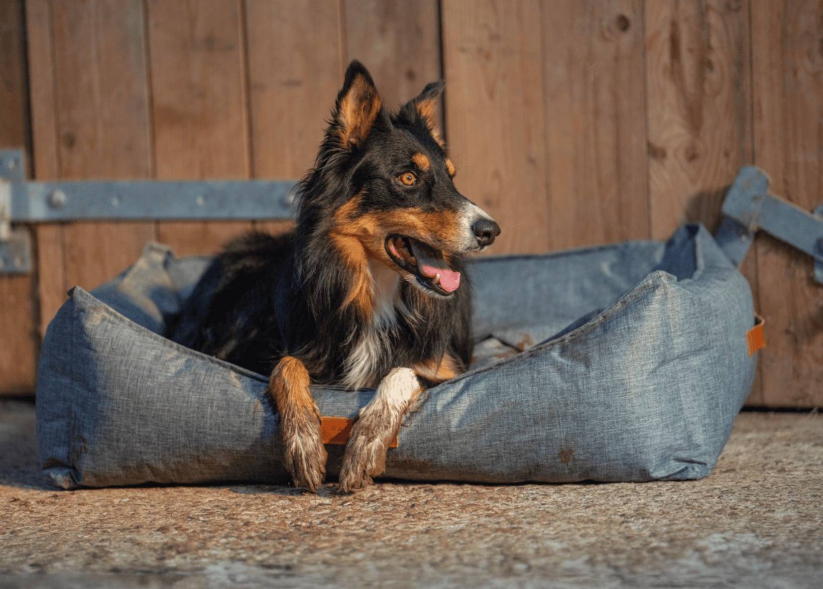 Waterproof Dog Bed | Windsor